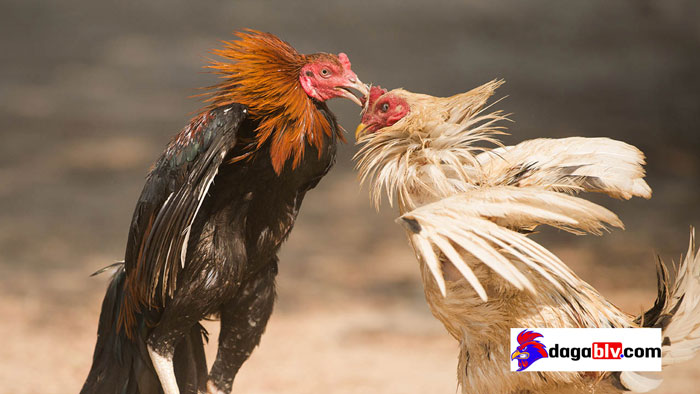 Cá cược đá gà trực tiếp - Chơi thử vận may của bạn!